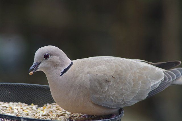 Pigeon clearance supply store